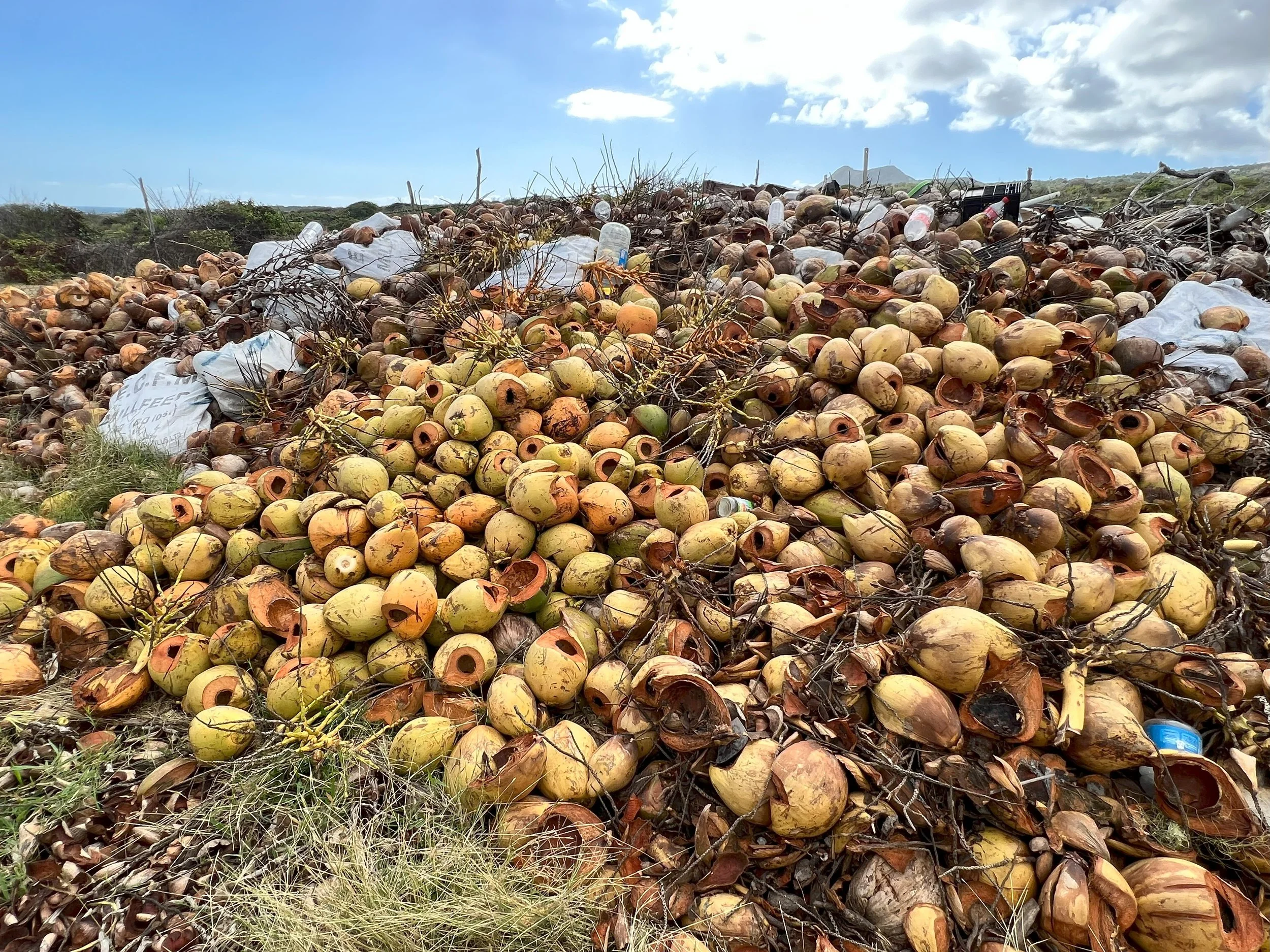 Alex's Coconut Water Stand: Fostering Sustainable Community